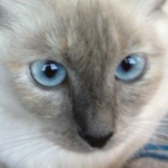 cateyes76